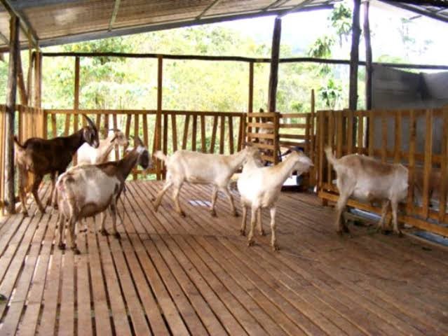 Enabling and offering training on Bengal black goat farming: